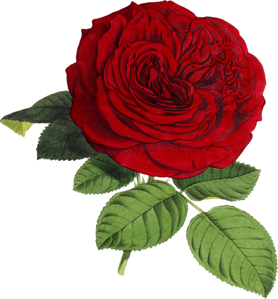 Realistic Illustration of a Rose